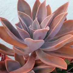 Graptoveria 'Fred Ives'