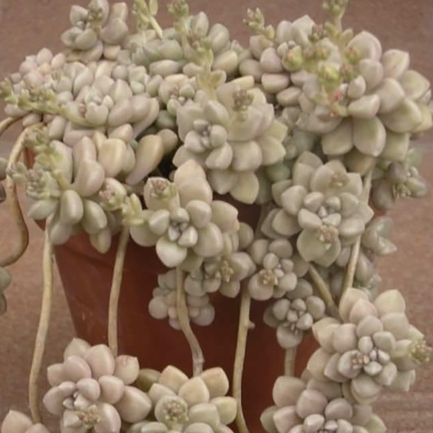 Graptopetalum mendozae