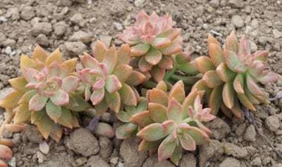 Graptosedum 'California Sunset'