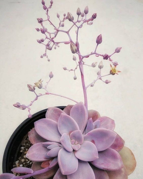 Graptopetalum 'Murasaki'