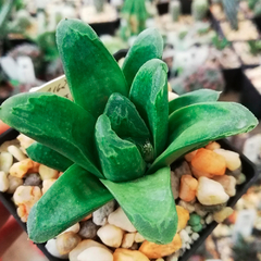 Haworthia 'Green Rose'