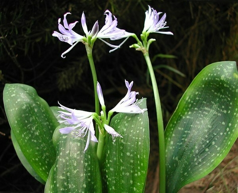 Griffinia liboniana