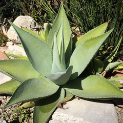 Agave guiengola