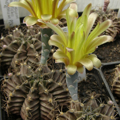 Gymnocalycium mihanovichii stenogonus