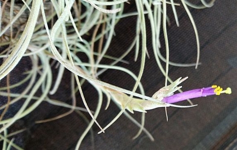 Tillandsia baileyi 'Halley's Comet'