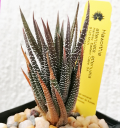 Haworthia attenuata attenuata - comprar en línea