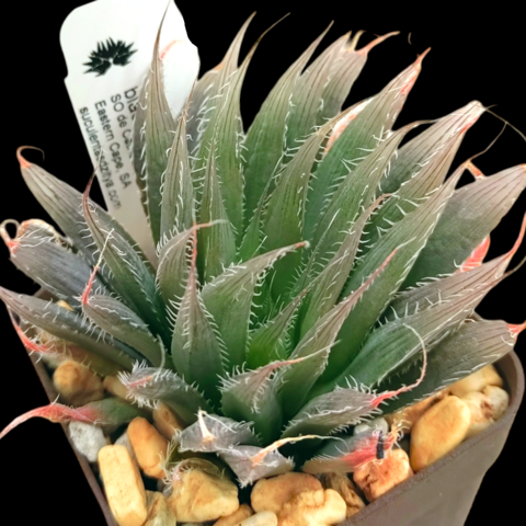 Haworthia blackbeardiana