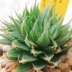 Haworthia cooperi isabellae