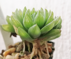 Haworthia cymbiformis incurvula - comprar en línea