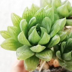 Haworthia cymbiformis incurvula