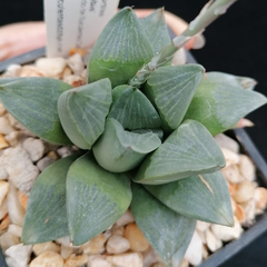 Haworthia 'Debbie'