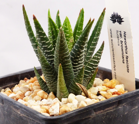 Haworthia fasciata fa. browniana