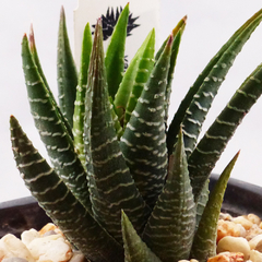 Haworthia fasciata fa. browniana