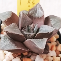 Haworthia 'Huolpoch'