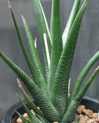 Haworthia longiana - comprar en línea