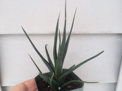 Haworthia longiana en internet