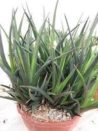 Haworthia longiana - tienda en línea