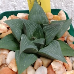 Haworthia magnifica 'Compacta'