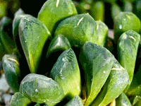 Haworthia mantelli