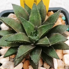 Haworthia maraisii whitesloaniana