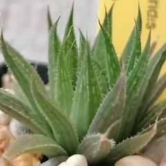 Haworthia marumiana viridis