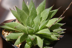 Haworthia marumiana - comprar en línea