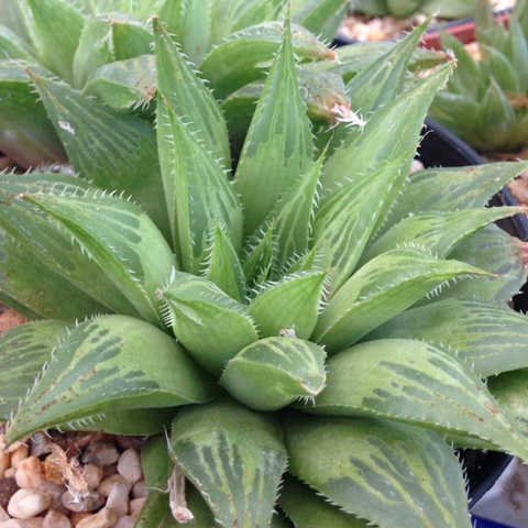 Haworthia mirabilis triebneriana rubrodentata