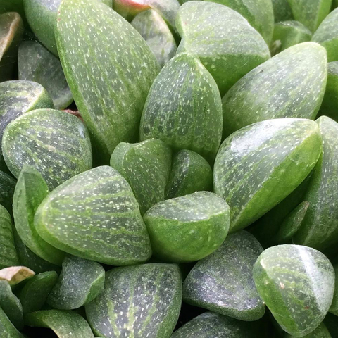 Haworthia turgida suberecta 'Rodini'