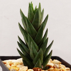 Haworthia tortuosa fa. curta