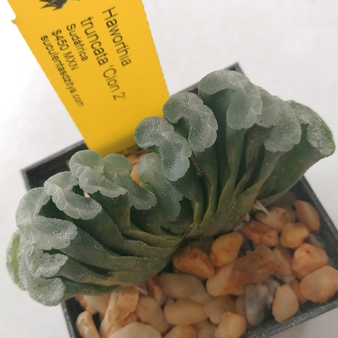 Haworthia truncata (Clon 2)