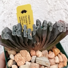 Haworthia truncata 'Wonderful'