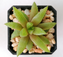 Haworthia turgida laetivirens - comprar en línea