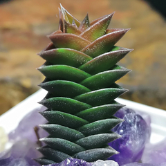 Haworthia viscosa (Bavianskloof, SA)