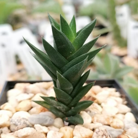 Haworthia viscosa