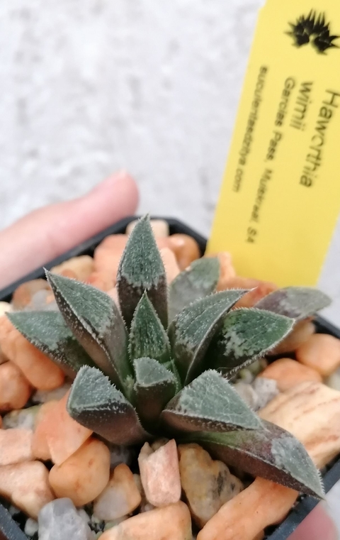 Haworthia wimii