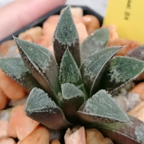 Haworthia wimii