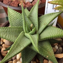 Haworthia limifolia glaucophylla