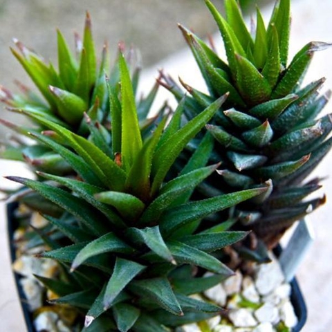 Surtido de Haworthias opacas