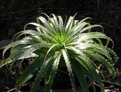 Hechtia epigyna