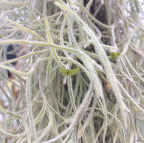 Tillandsia usnoides