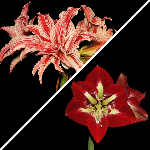 Hippeastrum 'Double Barbados'