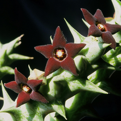 Caralluma hesperidum - Suculentas Dzityá