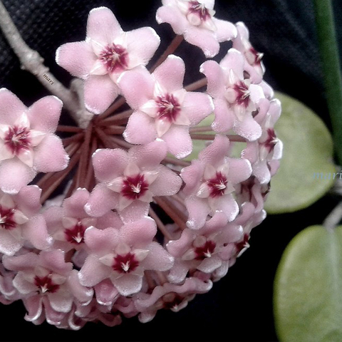 Hoya carnosa