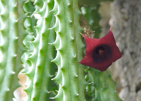 Huernia macrocarpa