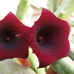 Huernia pendula