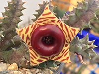 Huernia zebrina