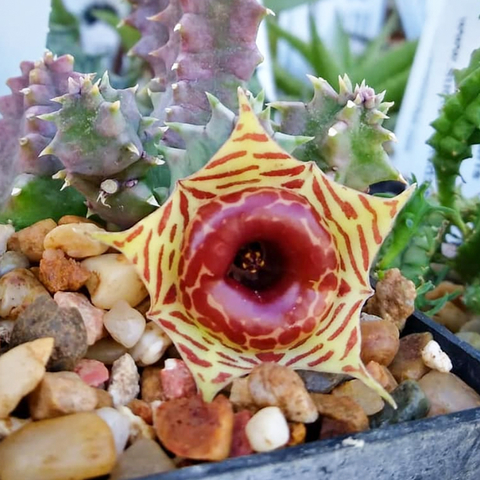 Huernia zebrina