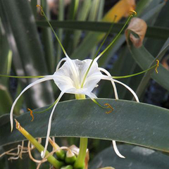 Hymenocallis sonorensis