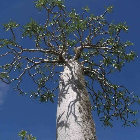 Pachypodium geayi var. mikea