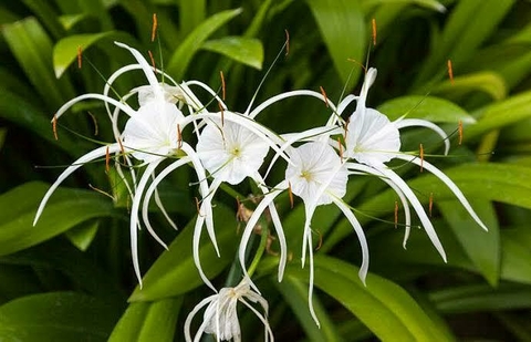 Hymenocallis littoralis